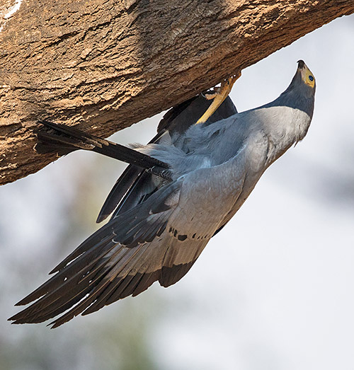 African Harrier Hawk